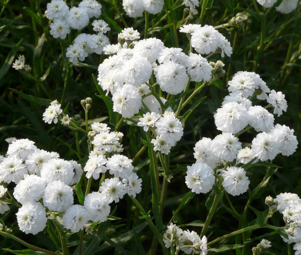 Achillea Ptarmica Schneeball