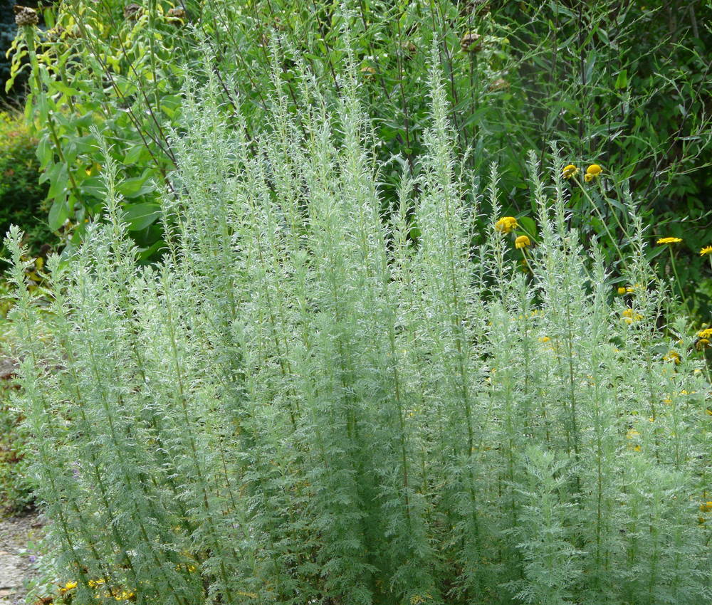 Artemisia pontica