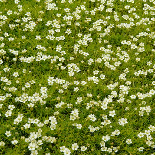 Sagina Subulata Aurea