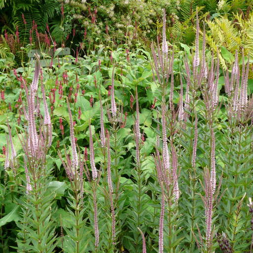 Veronicastrum Virginicum Erika