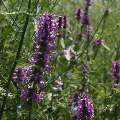 Stachys Officinalis heilziest 100 Graines Fleurs Sauvages wildkräuter 