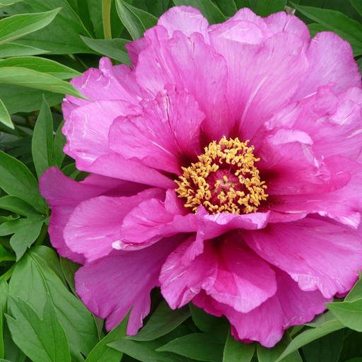 Пион монинг лилак фото и описание Paeonia Hybride 'Morning Lilac'