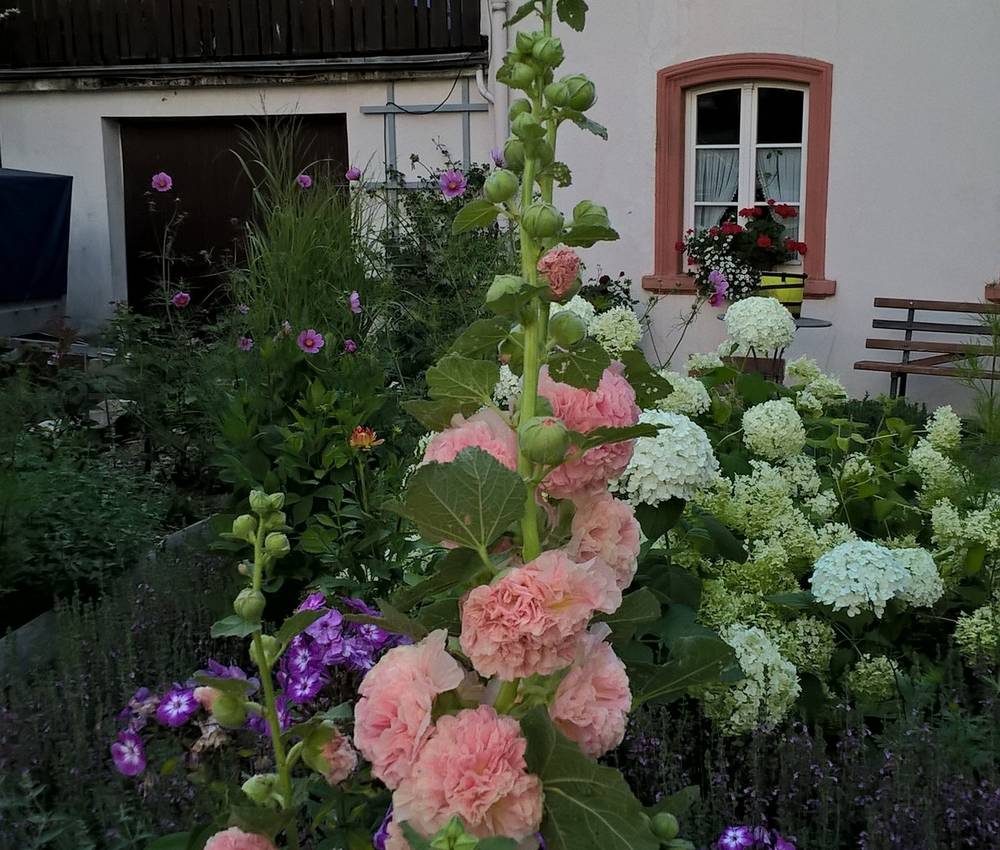 Alcea Rosea Plena Chaters Rosa