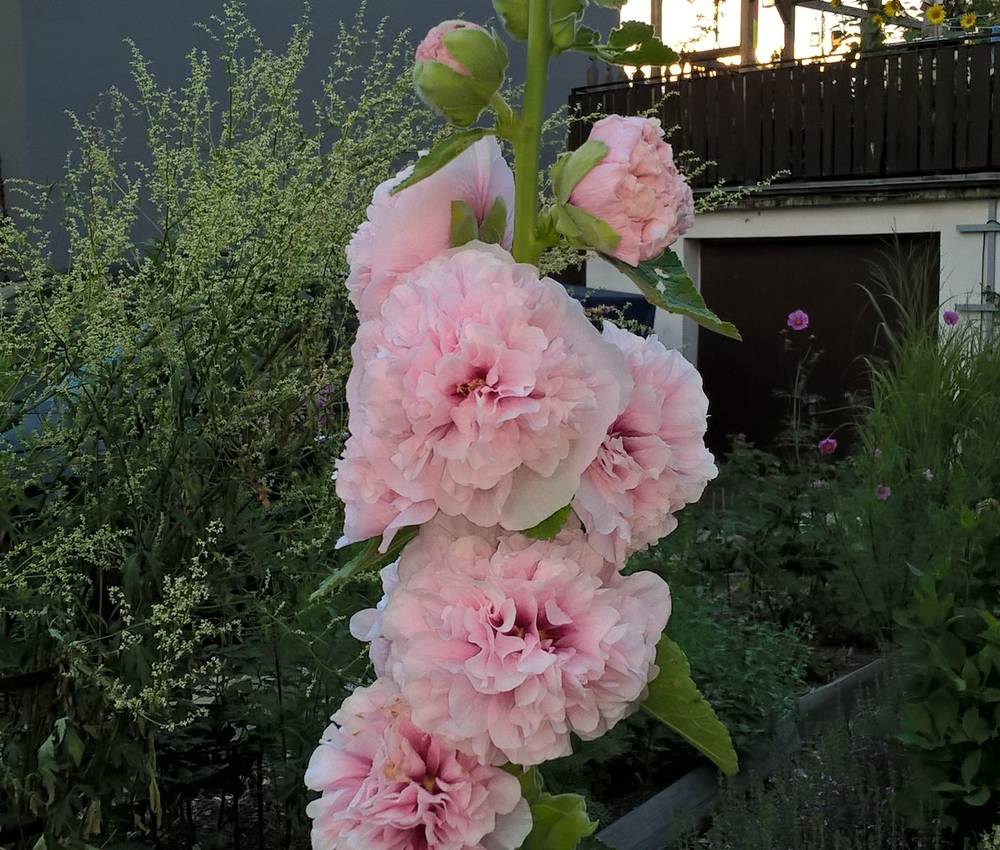 Alcea Rosea Plena Chaters Rosa