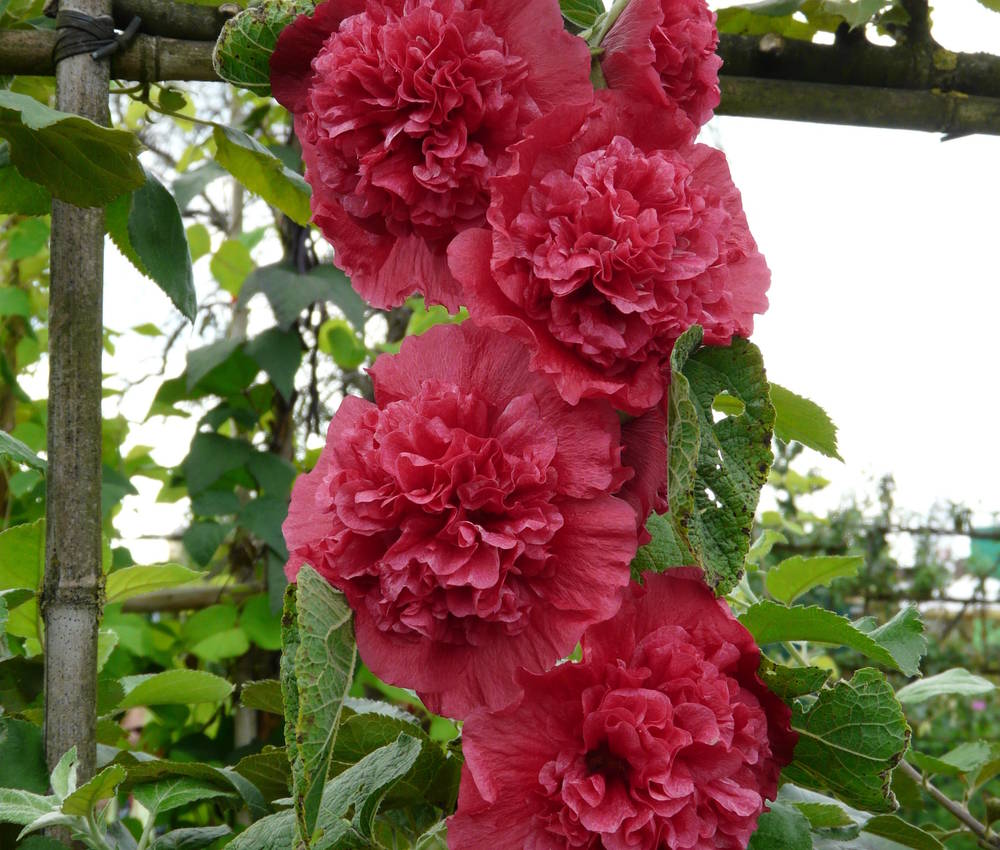 Alcea Rosea Plena Chaters Rot