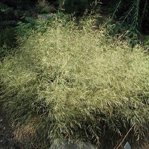 Deschampsia Cespitosa Goldschleier