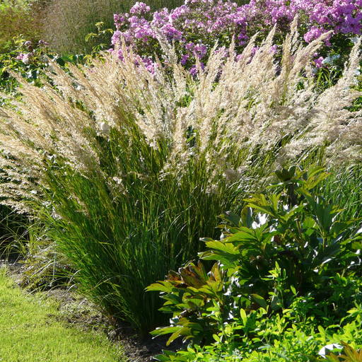 Stipa calamagrostis deals