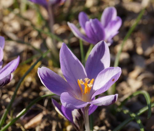 Crocus Krokus