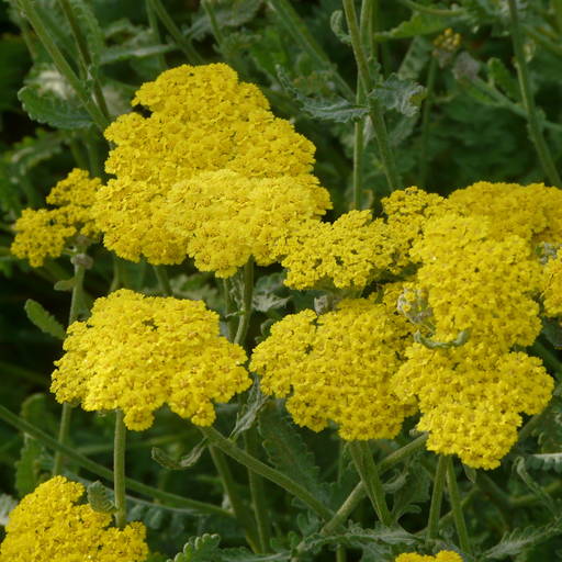 Achillea Clypeolata Hybride Moonshine