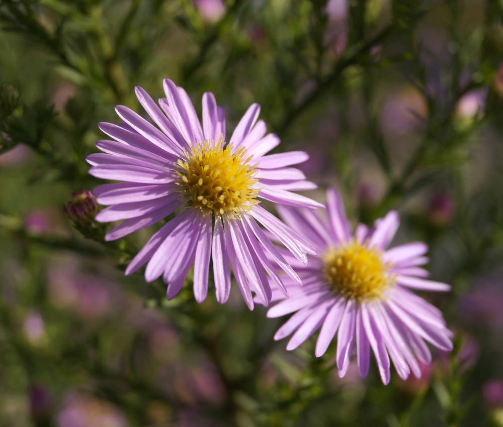 Aster pringlei 'Pink Star'