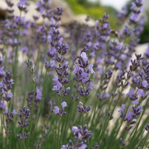 Lavandula Angustifolia Dwarf Blue 6036