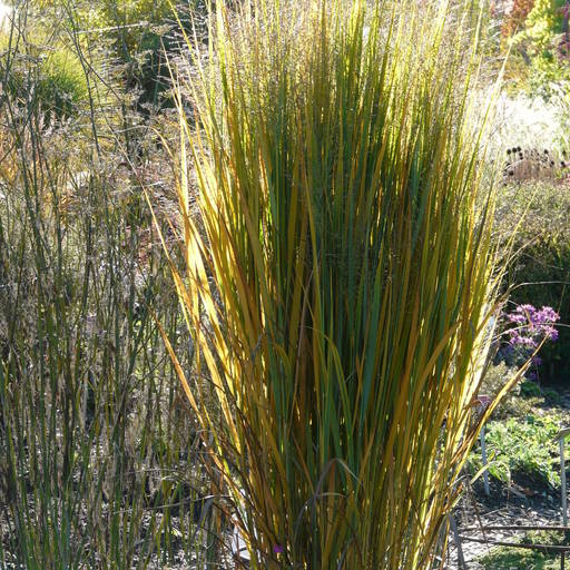 hohe gräser garten